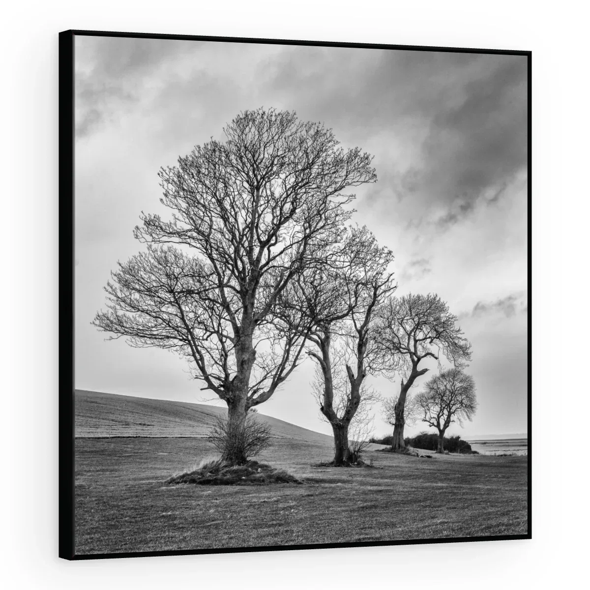 Quadro Decorativo Canvas Árvores Dramáticas - AF0086