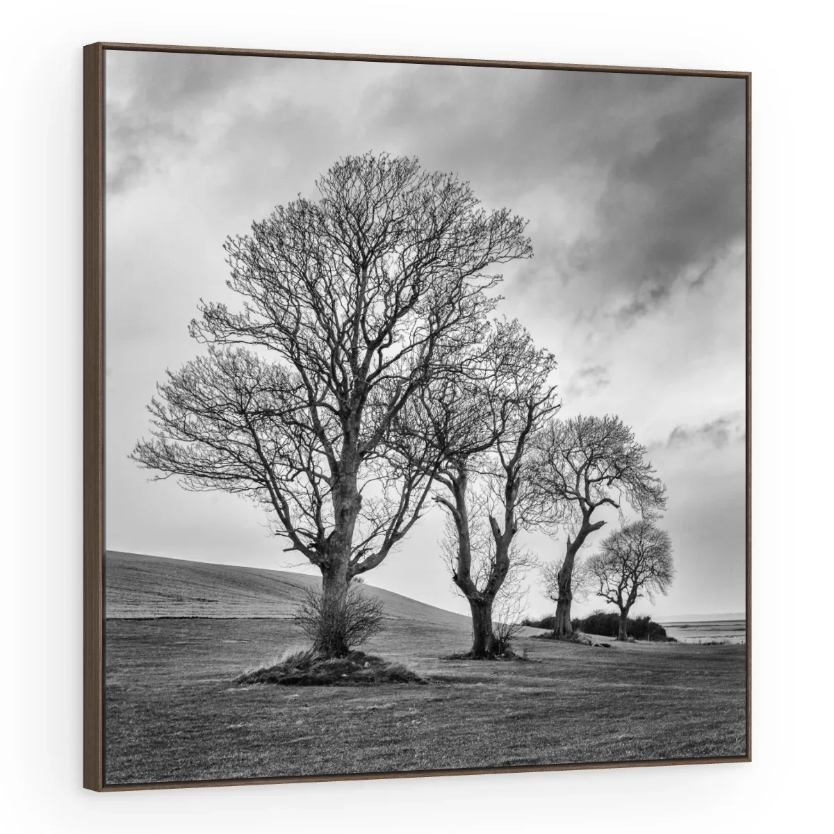 Quadro Decorativo Canvas Árvores Dramáticas - AF0086