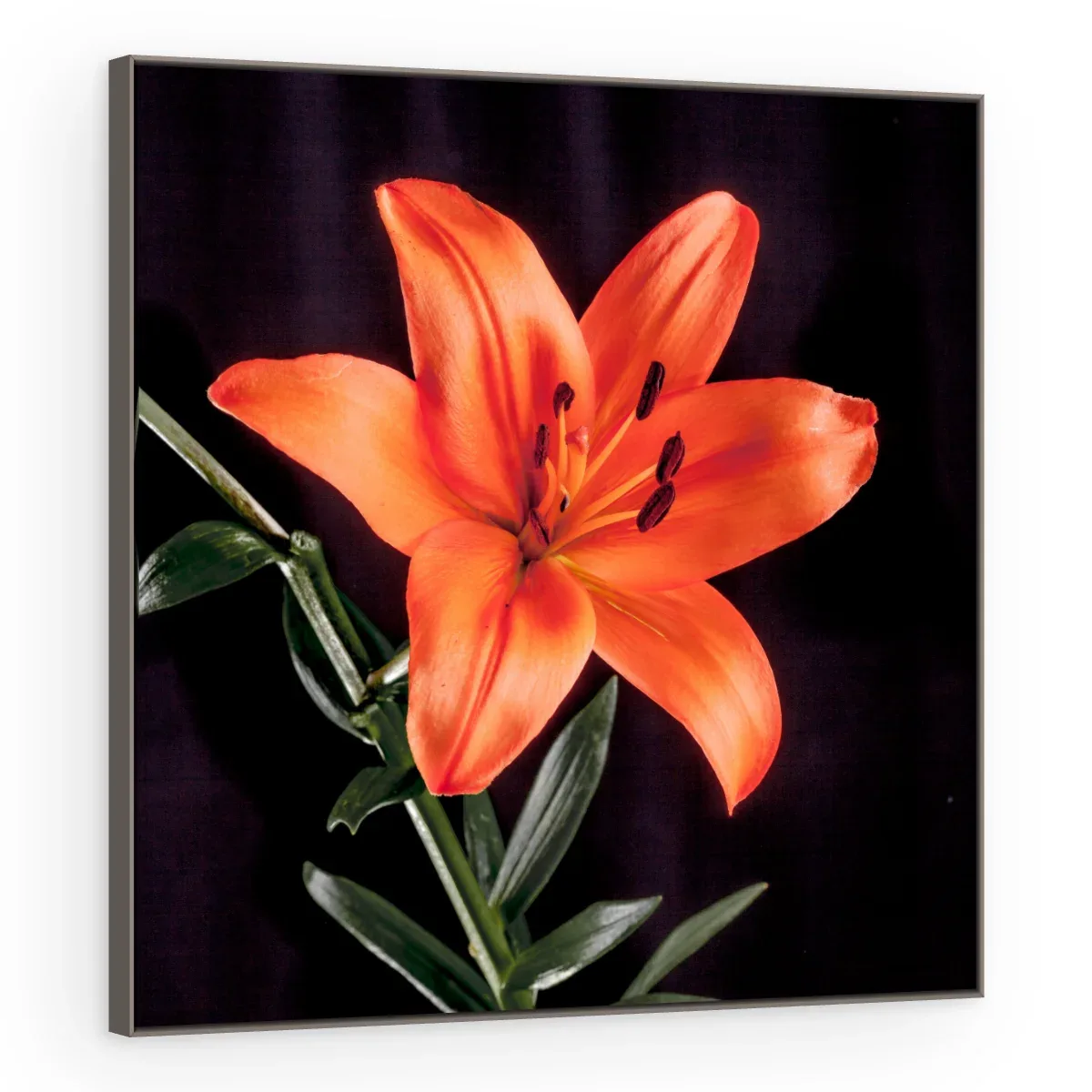 Quadro Decorativo Canvas Lírio Laranja - AF0089