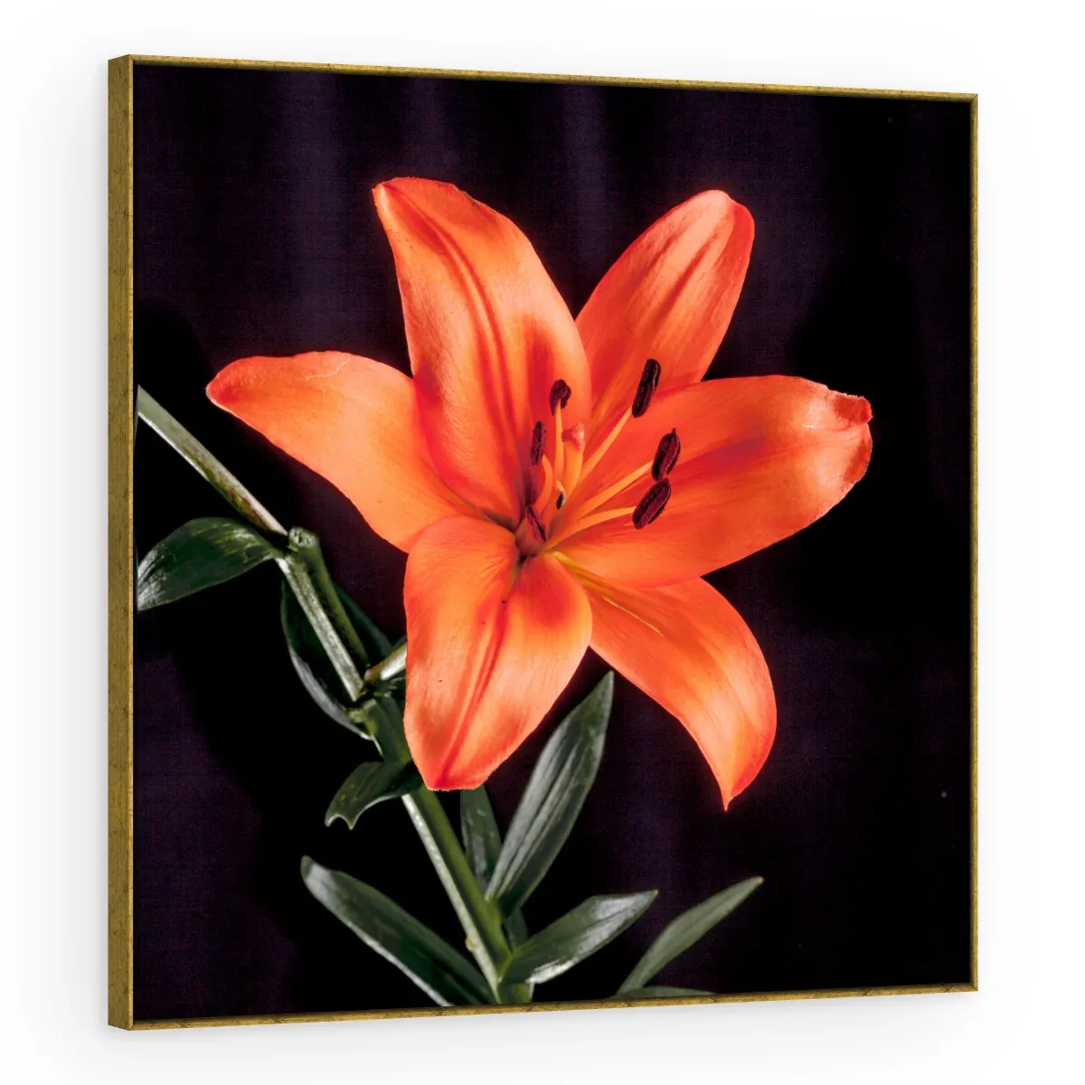 Quadro Decorativo Canvas Lírio Laranja - AF0089