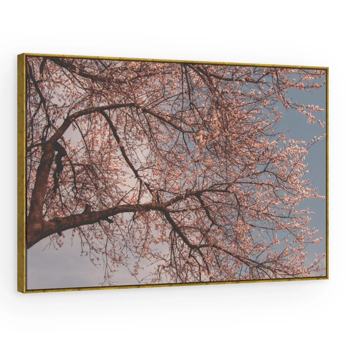 Quadro Decorativo Canvas Cerejeira Rosada - AF0092