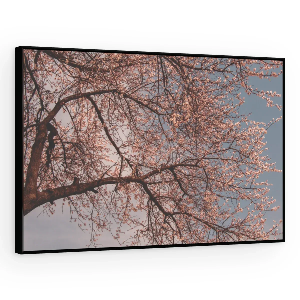 Quadro Decorativo Canvas Cerejeira Rosada - AF0092