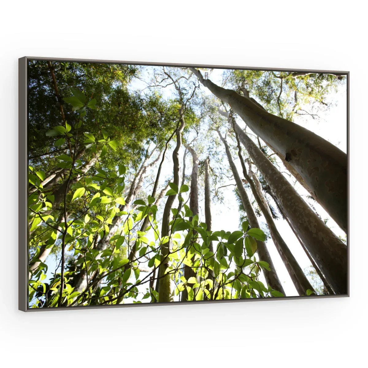 Quadro Decorativo Canvas Floresta Vertical - AF0095