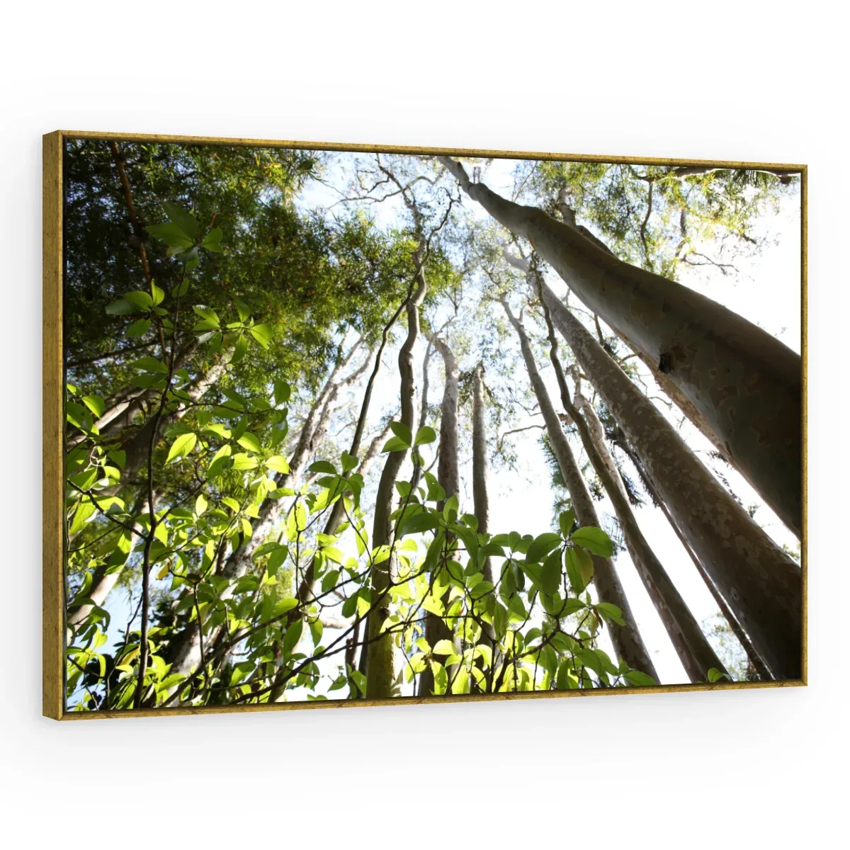 Quadro Decorativo Canvas Floresta Vertical - AF0095