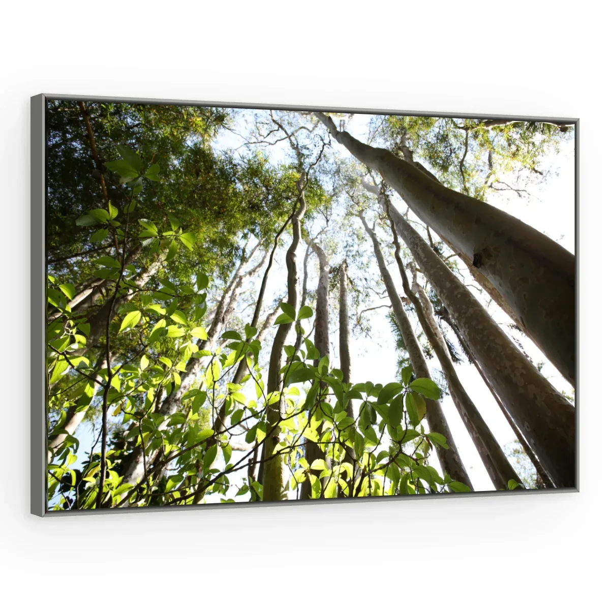 Quadro Decorativo Canvas Floresta Vertical - AF0095
