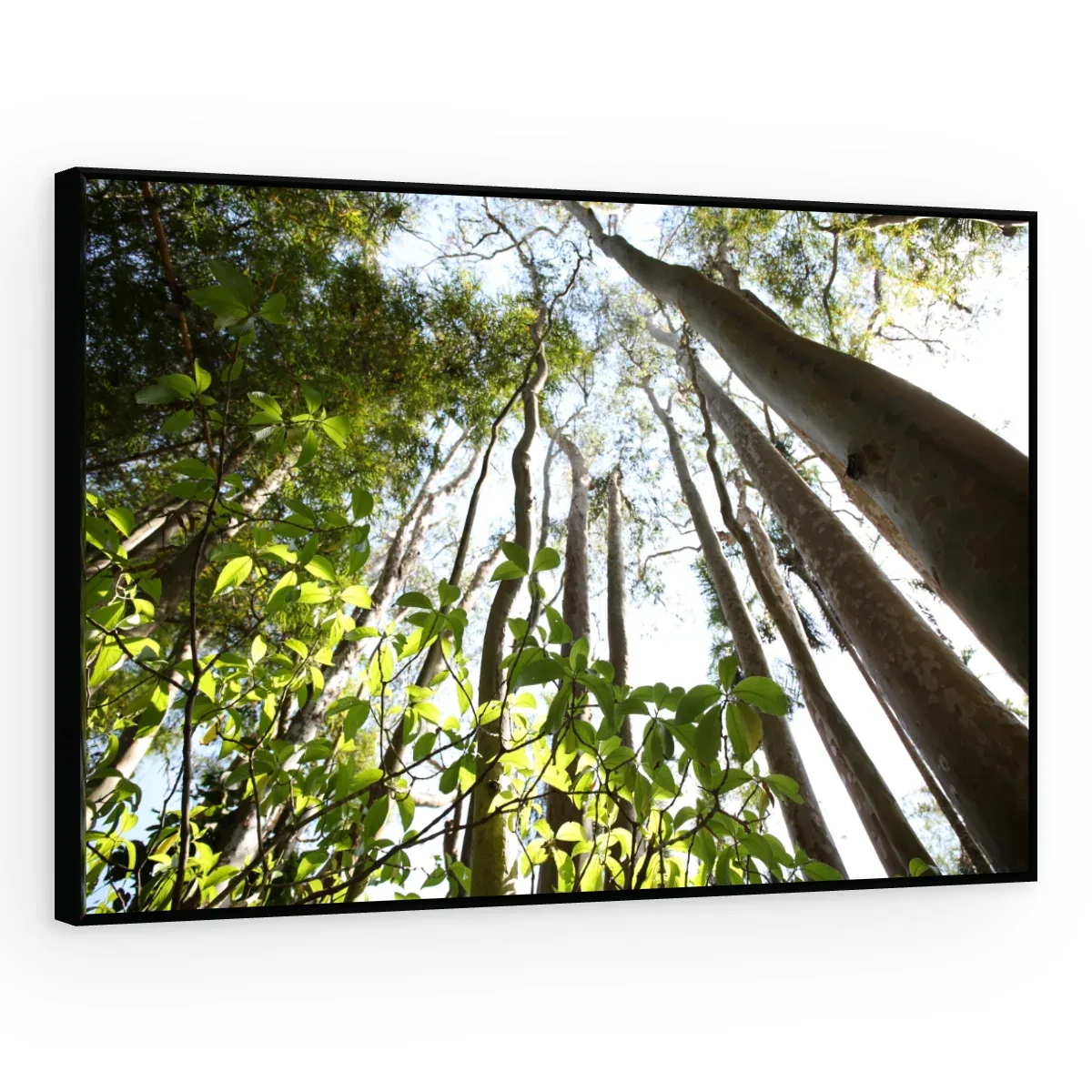 Quadro Decorativo Canvas Floresta Vertical - AF0095