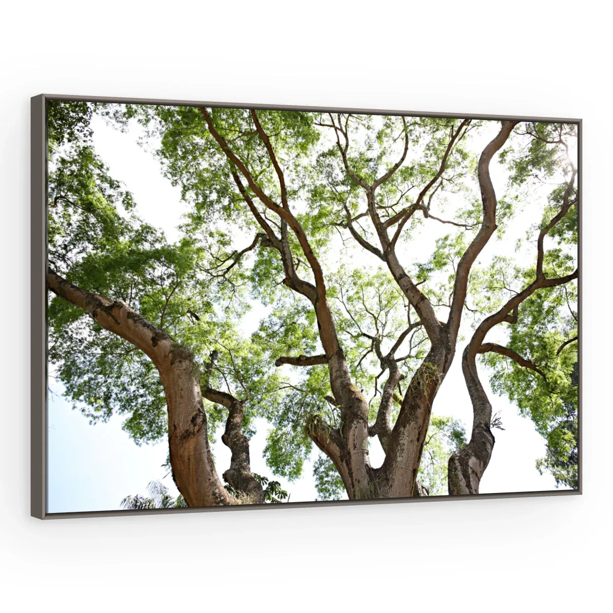 Quadro Decorativo Canvas Galhos Sinuosos - AF0096