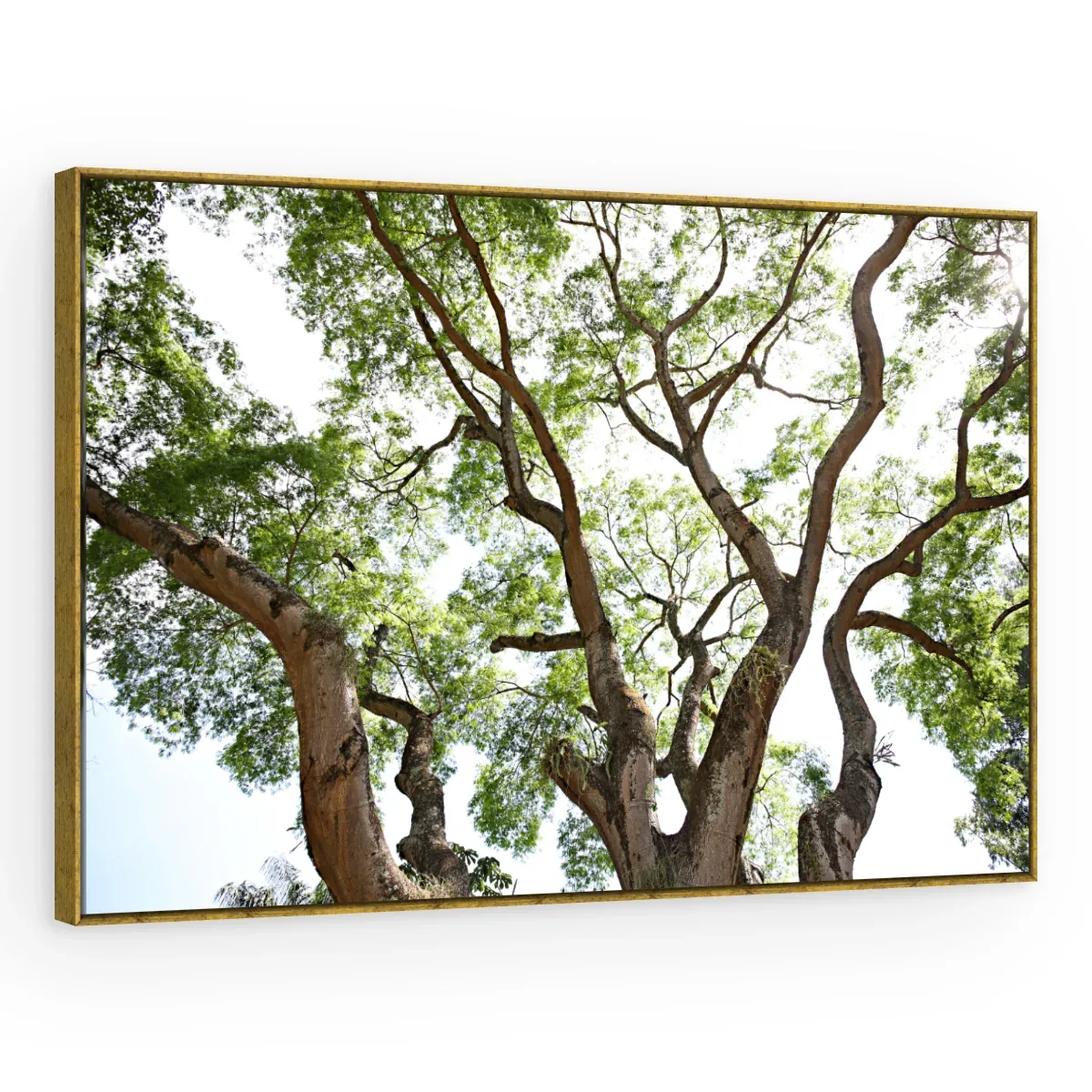 Quadro Decorativo Canvas Galhos Sinuosos - AF0096