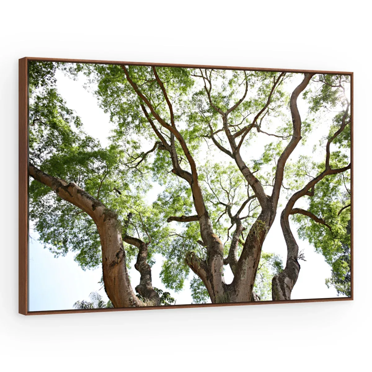 Quadro Decorativo Canvas Galhos Sinuosos - AF0096