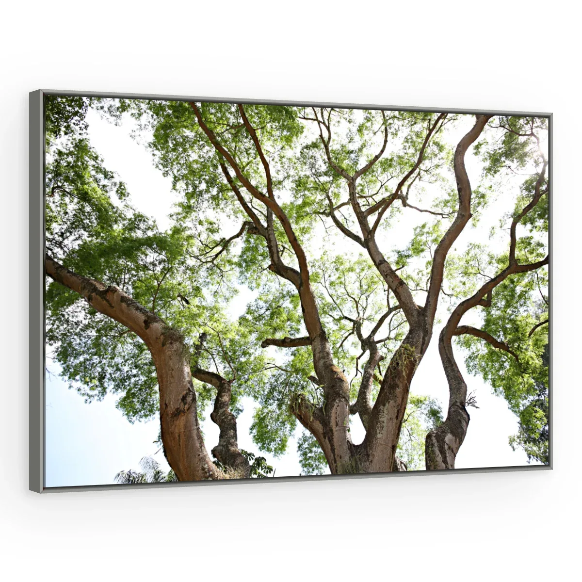 Quadro Decorativo Canvas Galhos Sinuosos - AF0096