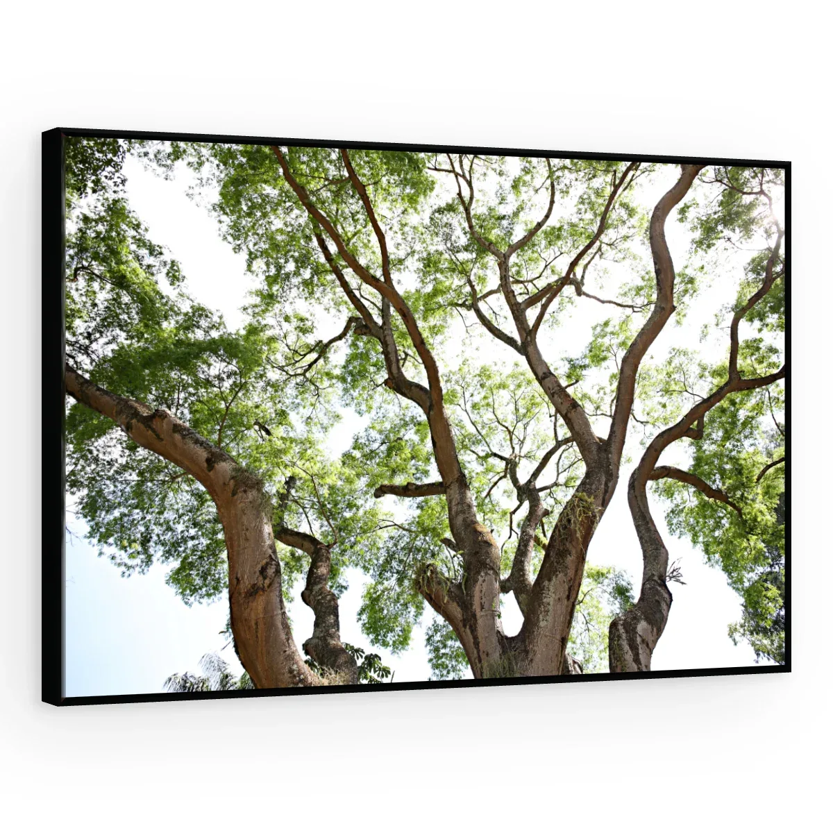 Quadro Decorativo Canvas Galhos Sinuosos - AF0096