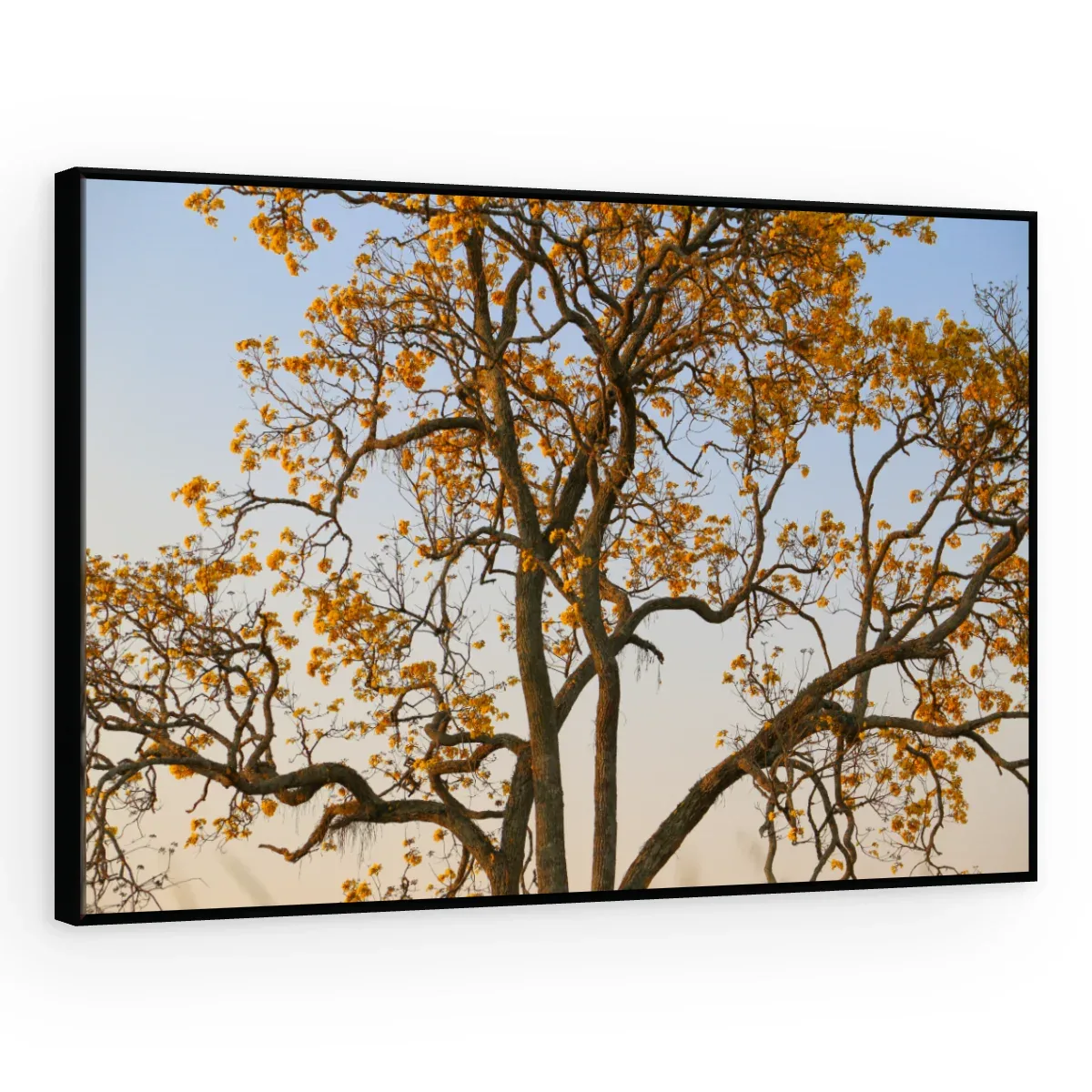 Quadro Decorativo Canvas Copa Alaranjada - AF0128