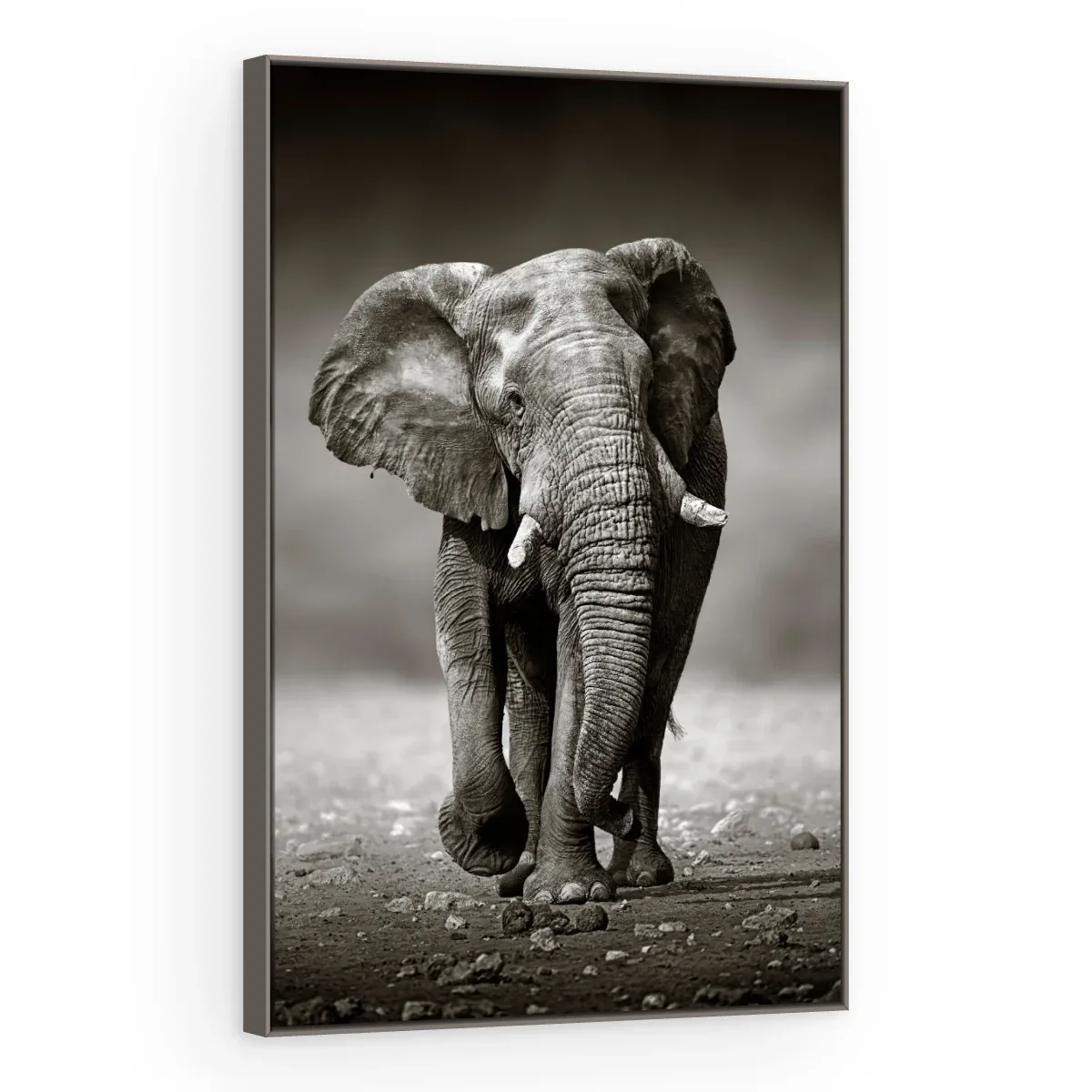 Quadro Decorativo Canvas Elefante Monocromático - AN0001