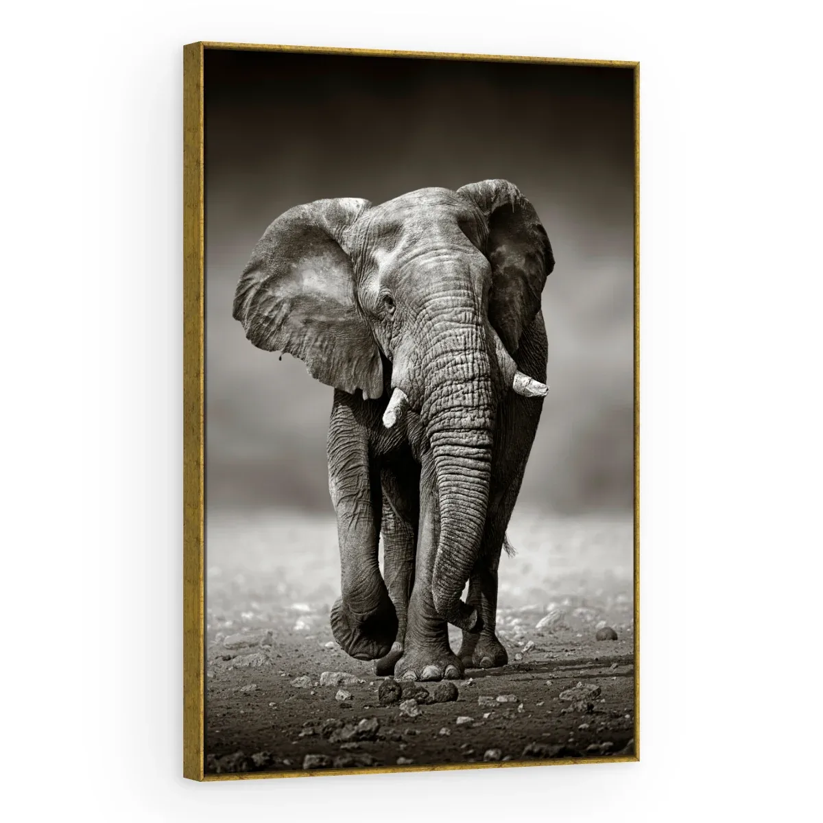 Quadro Decorativo Canvas Elefante Monocromático - AN0001