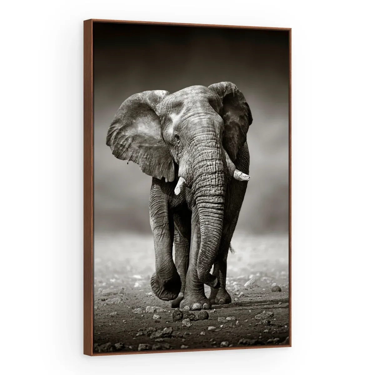 Quadro Decorativo Canvas Elefante Monocromático - AN0001