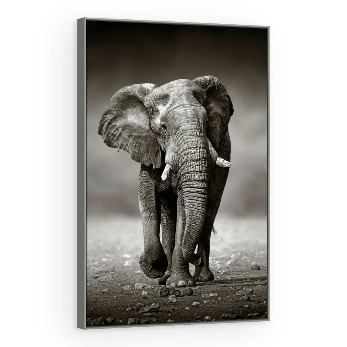 Quadro Decorativo Canvas Elefante Monocromático - AN0001