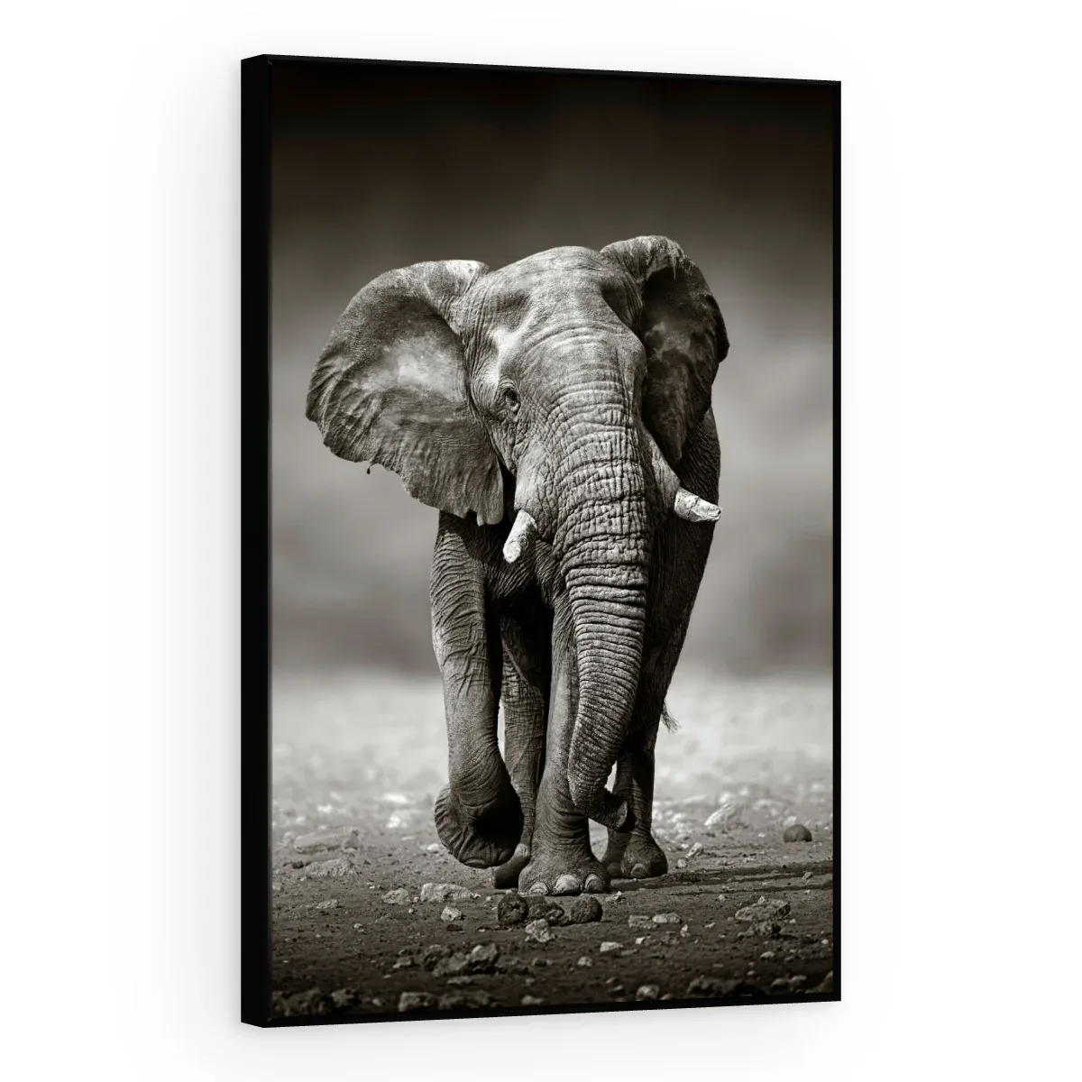 Quadro Decorativo Canvas Elefante Monocromático - AN0001