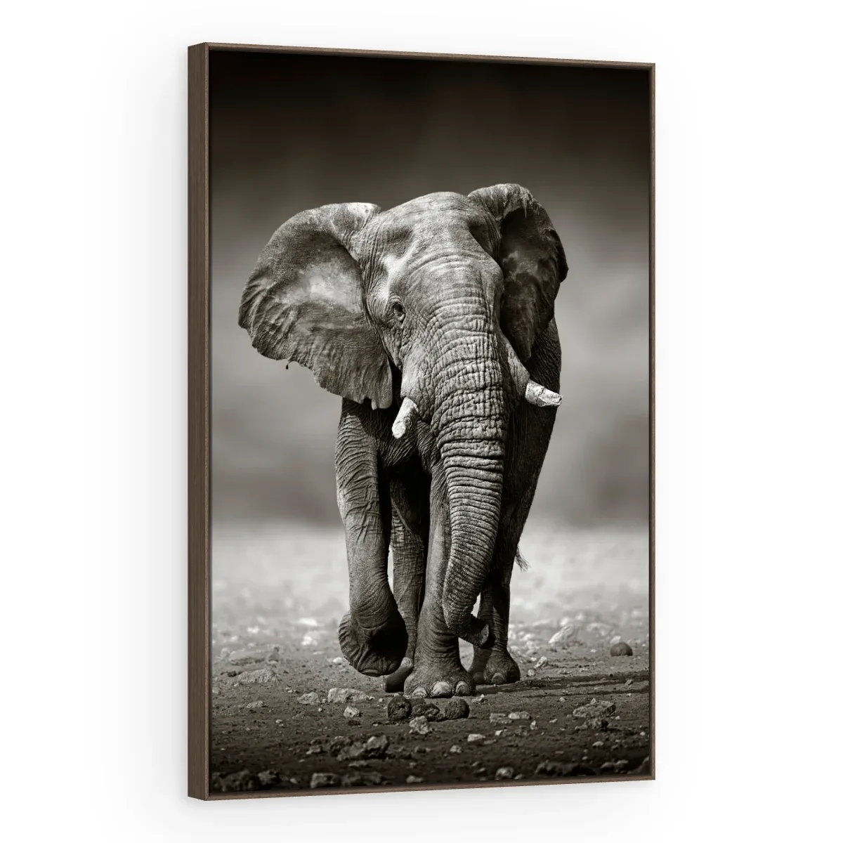 Quadro Decorativo Canvas Elefante Monocromático - AN0001