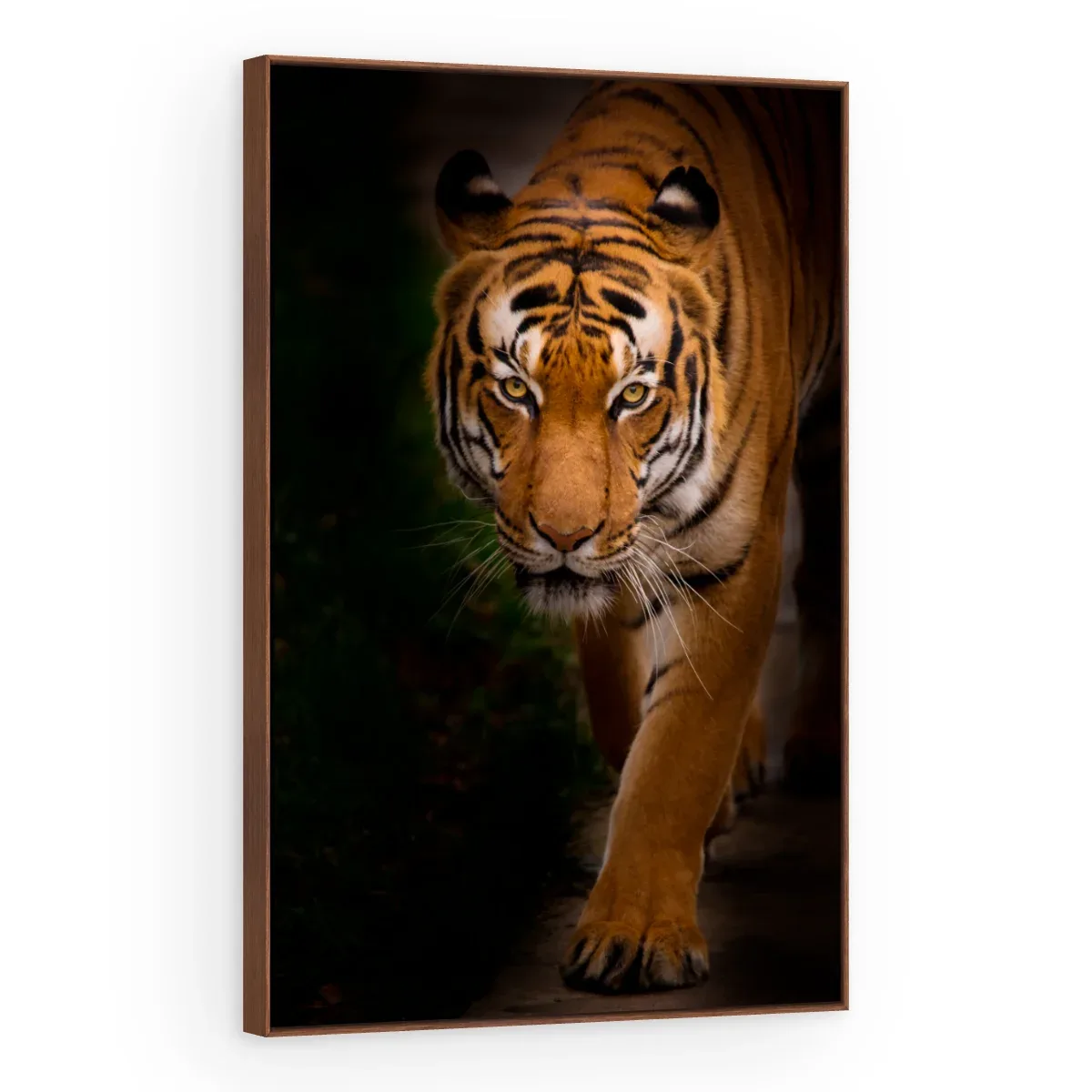 Quadro Decorativo Canvas Tigre Espreitando - AN0002