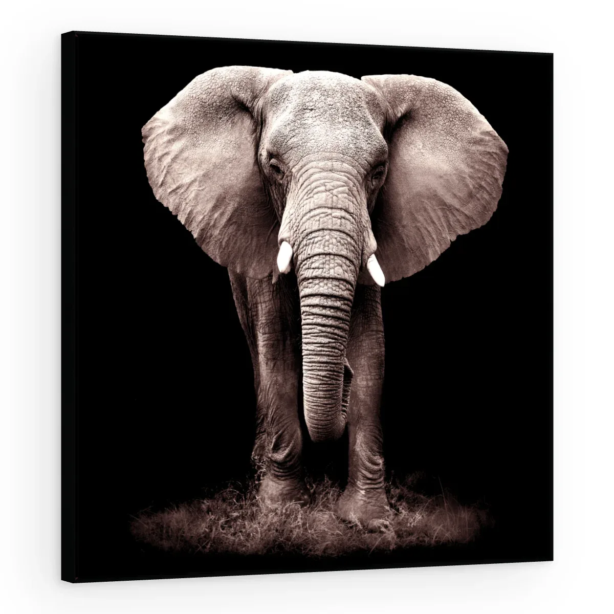 Quadro Decorativo Canvas Elefante Noturno - AN0008