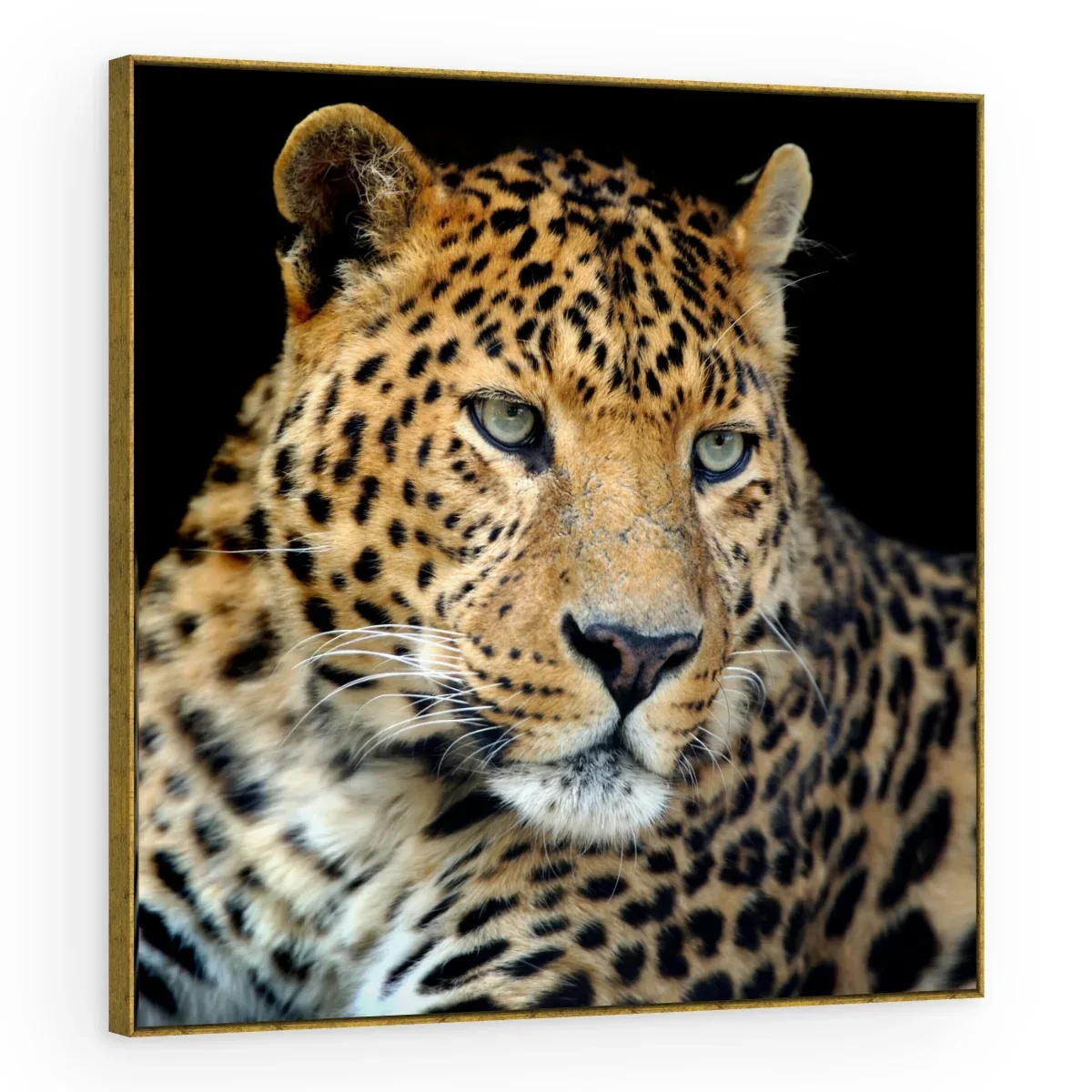 Quadro Decorativo Canvas Leopardo Intenso - AN0009