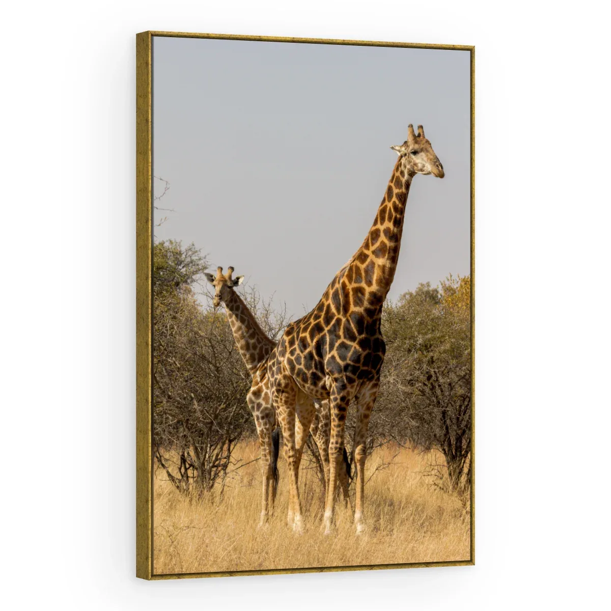 Quadro Decorativo Canvas Girafas Africanas - AN0010