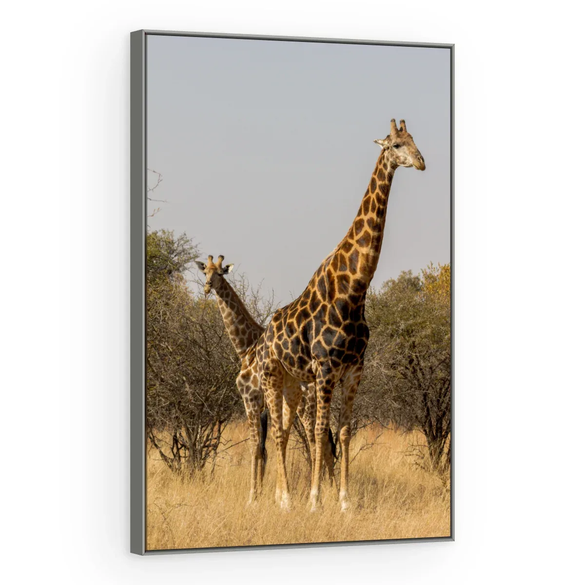 Quadro Decorativo Canvas Girafas Africanas - AN0010