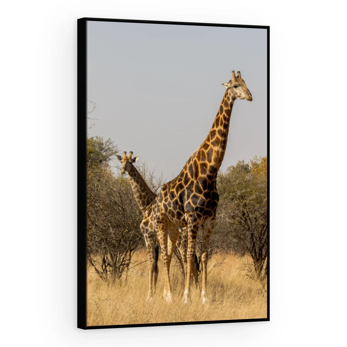 Quadro Decorativo Canvas Girafas Africanas - AN0010