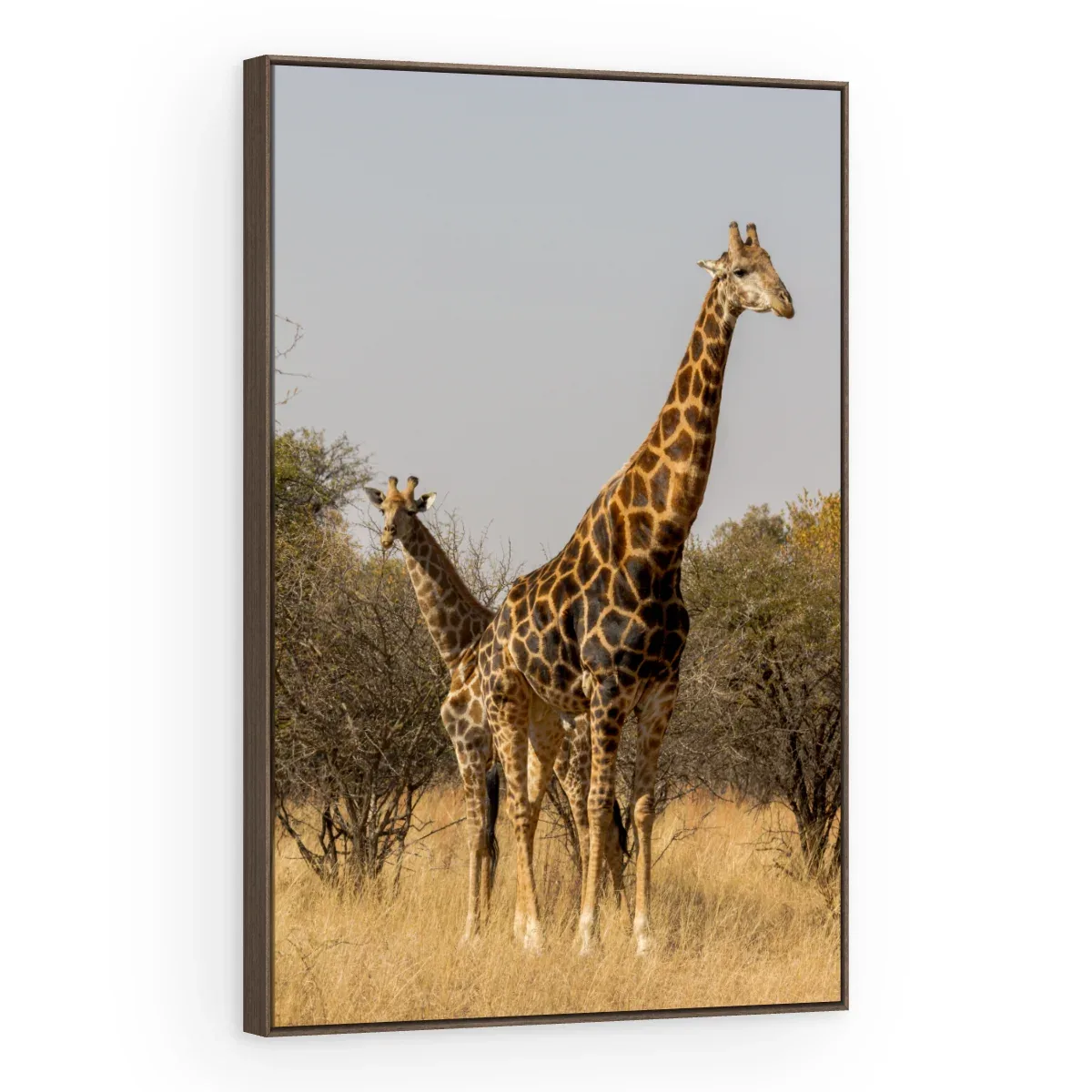 Quadro Decorativo Canvas Girafas Africanas - AN0010