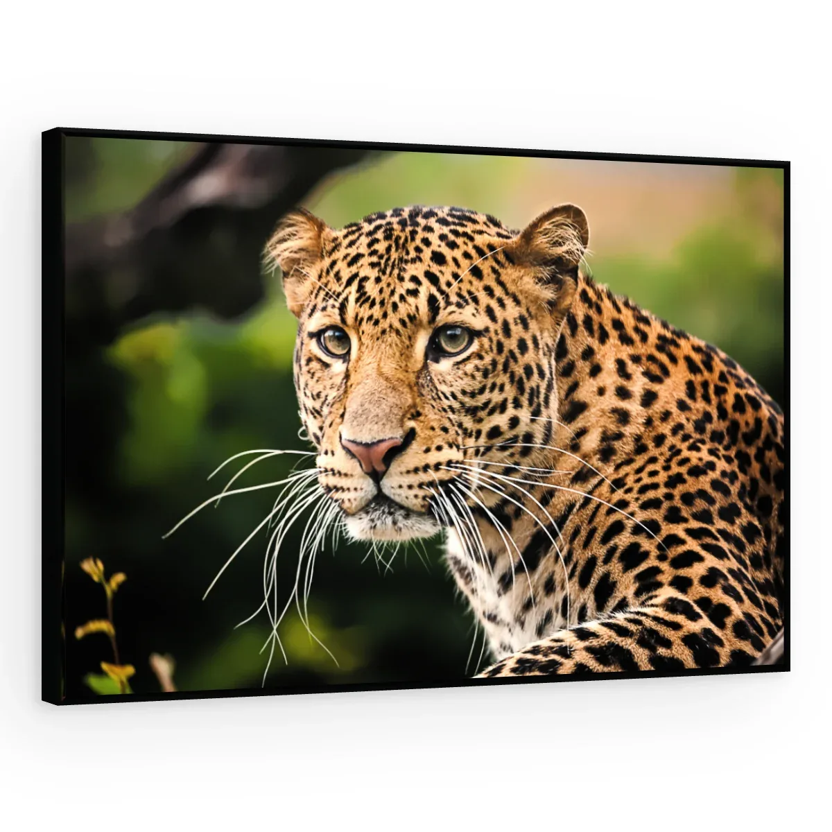 Quadro Decorativo Canvas Leopardo Selvagem - AN0012