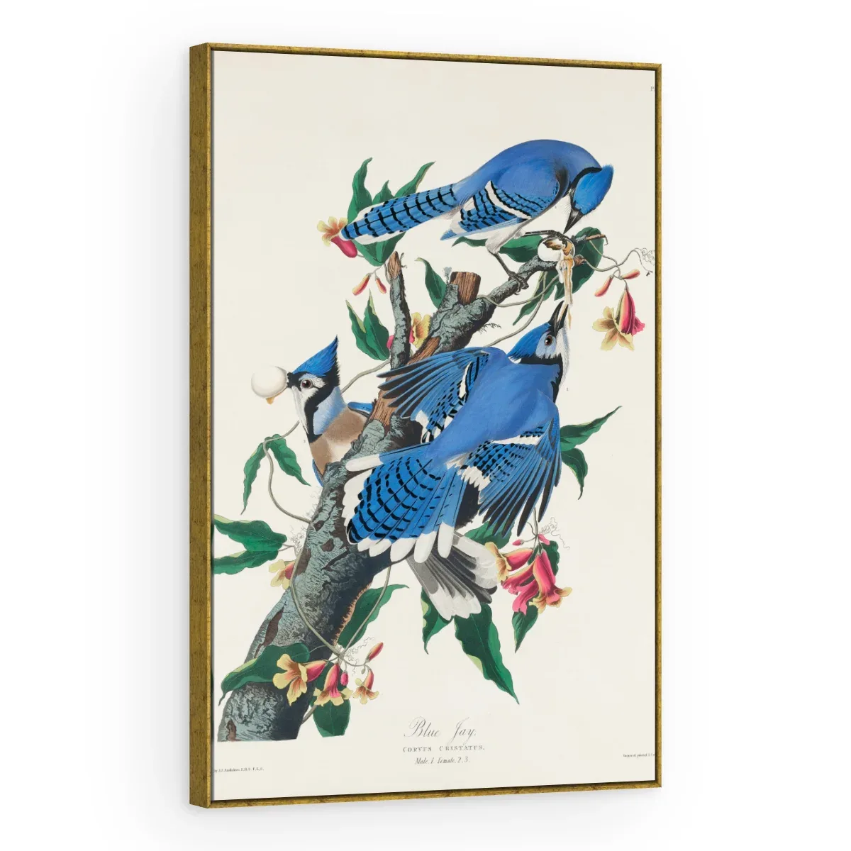Quadro Decorativo Canvas Gaio Azul - AV0001