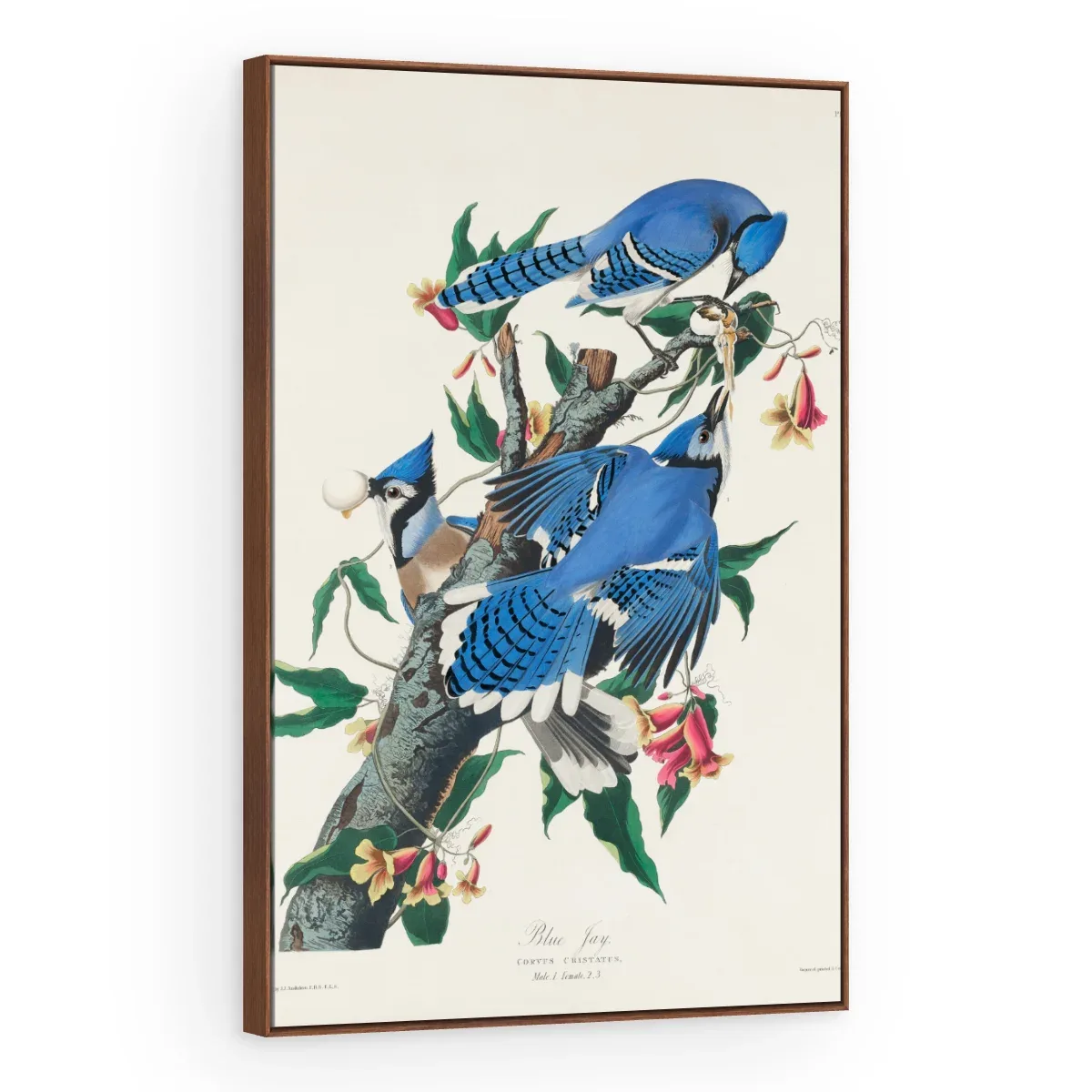 Quadro Decorativo Canvas Gaio Azul - AV0001