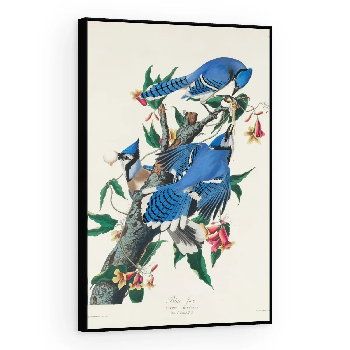 Quadro Decorativo Canvas Gaio Azul - AV0001