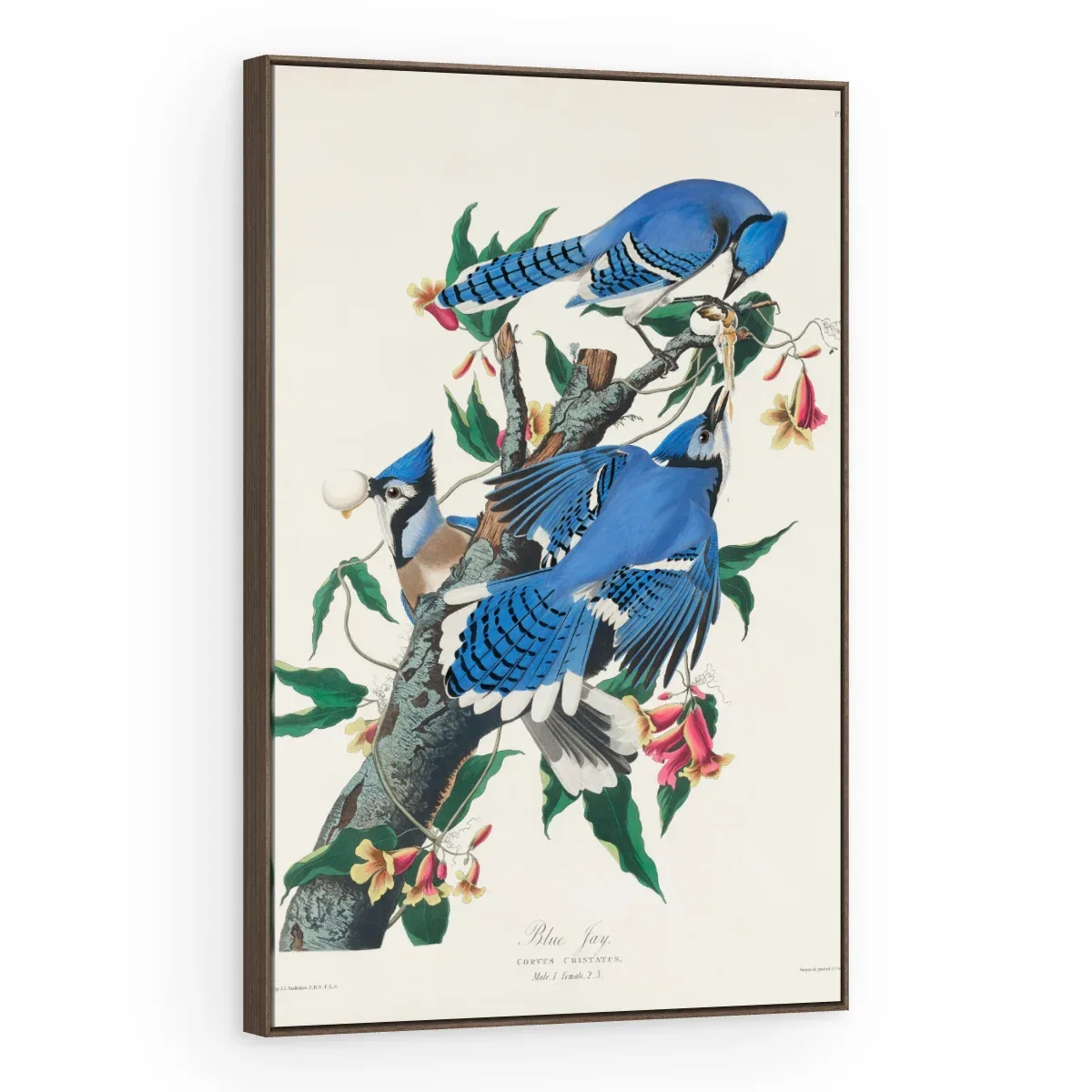 Quadro Decorativo Canvas Gaio Azul - AV0001