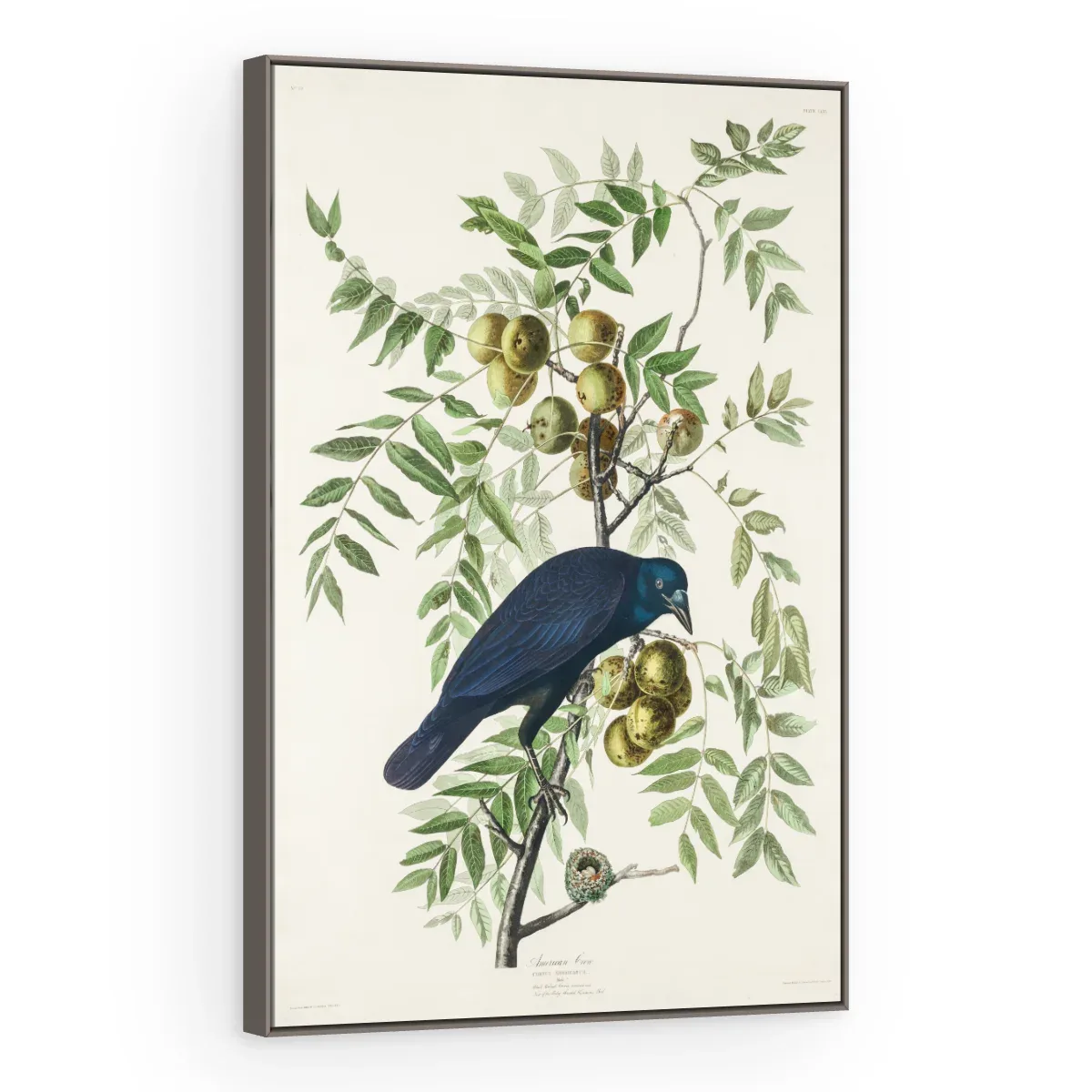 Quadro Decorativo Canvas Graúna Botânica - AV0002