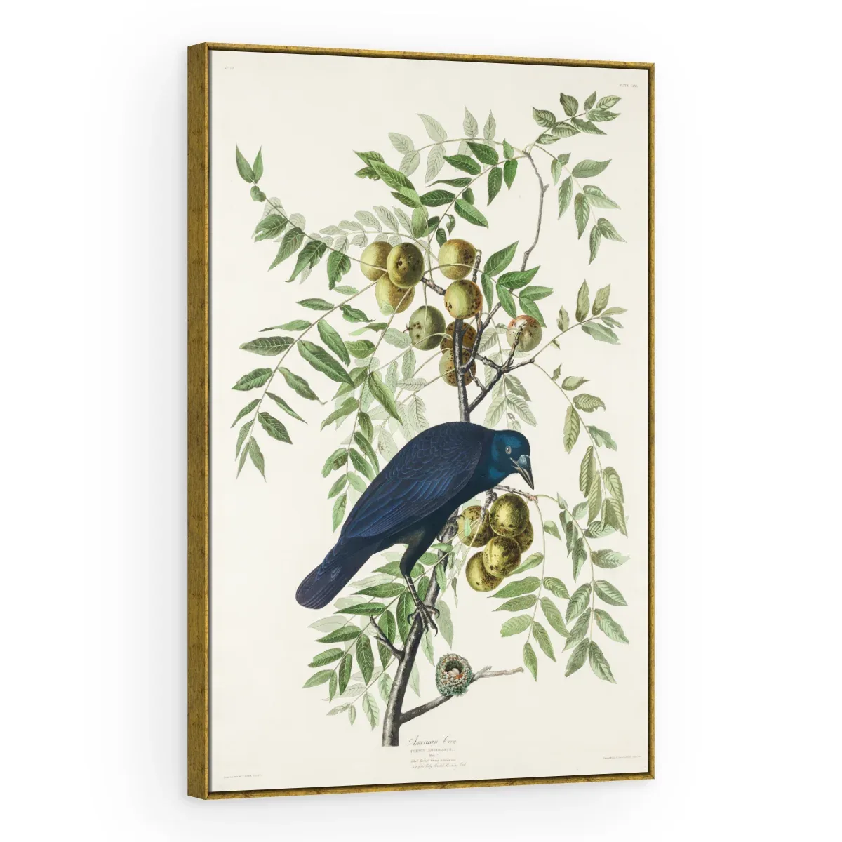 Quadro Decorativo Canvas Graúna Botânica - AV0002