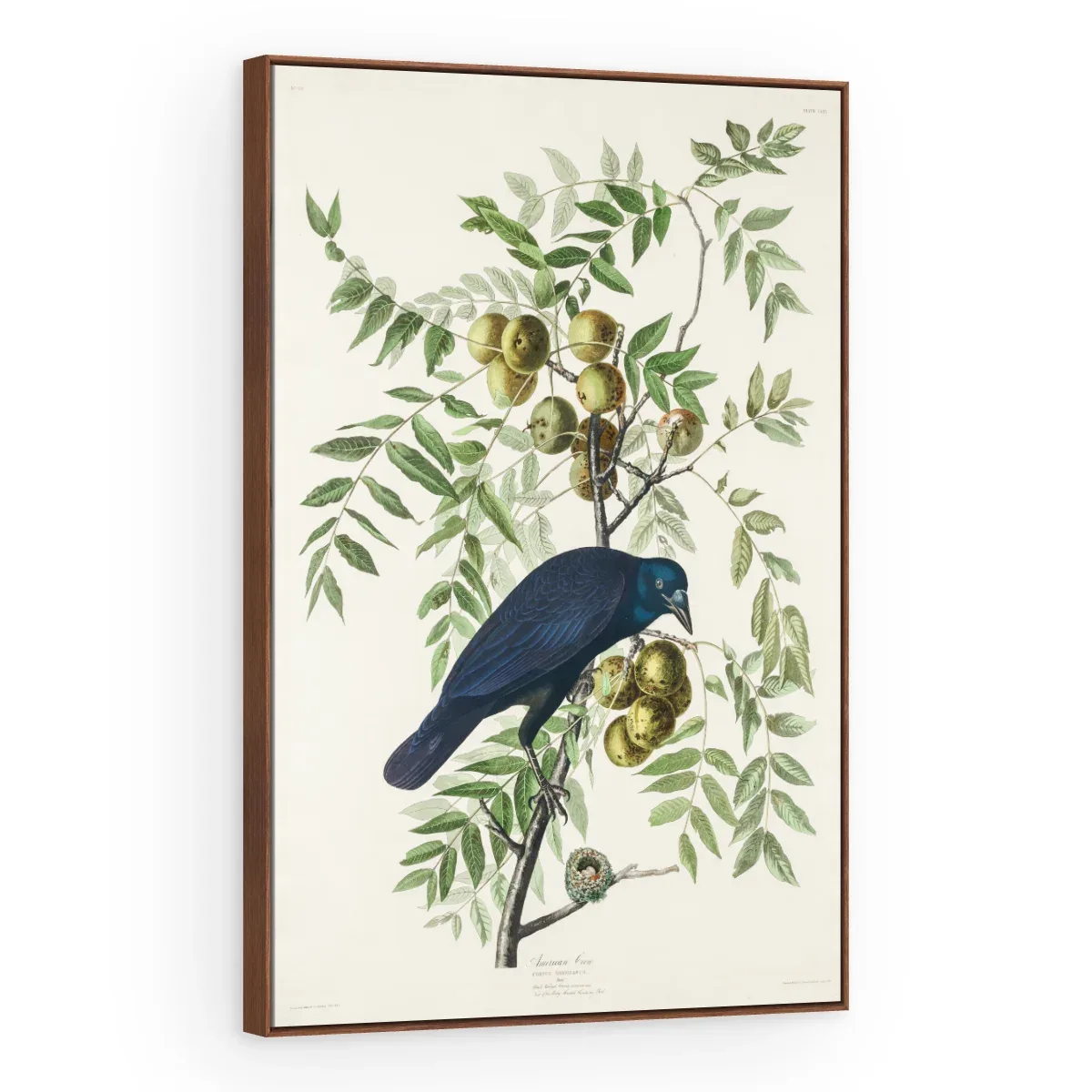 Quadro Decorativo Canvas Graúna Botânica - AV0002