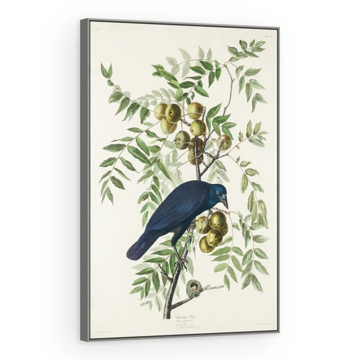 Quadro Decorativo Canvas Graúna Botânica - AV0002
