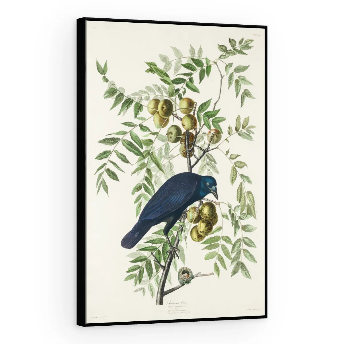 Quadro Decorativo Canvas Graúna Botânica - AV0002
