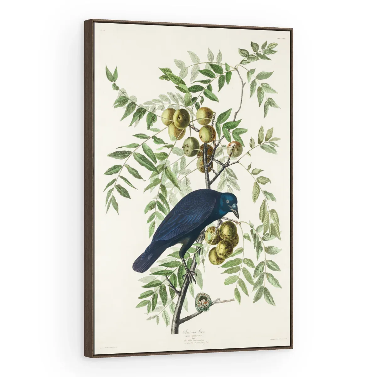 Quadro Decorativo Canvas Graúna Botânica - AV0002