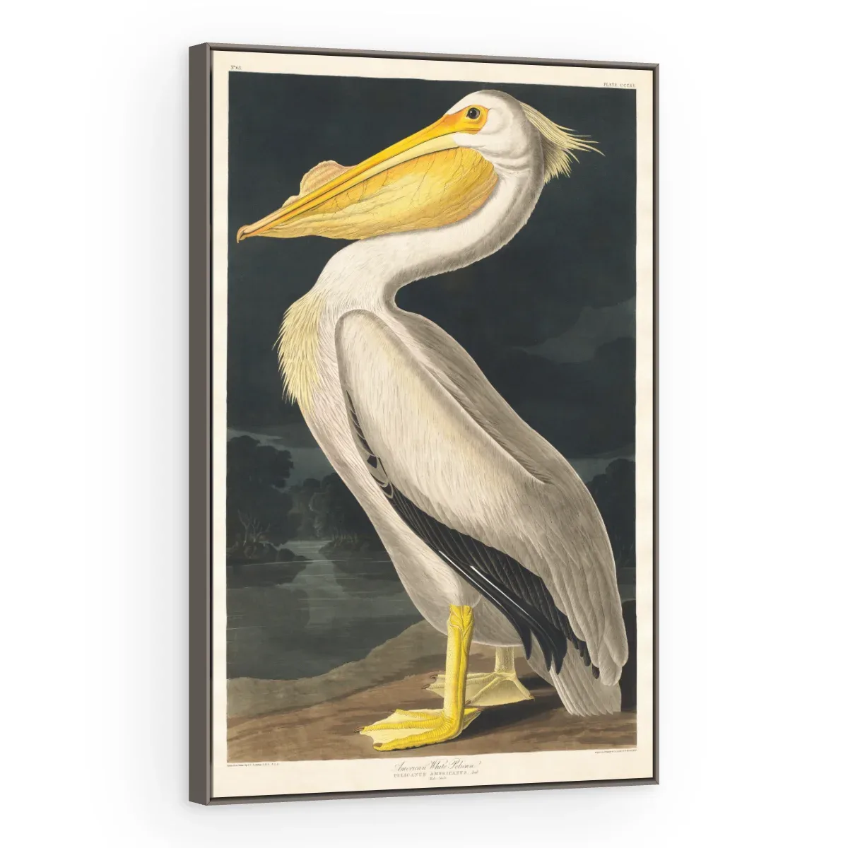 Quadro Decorativo Canvas Pelicano Branco - AV0003