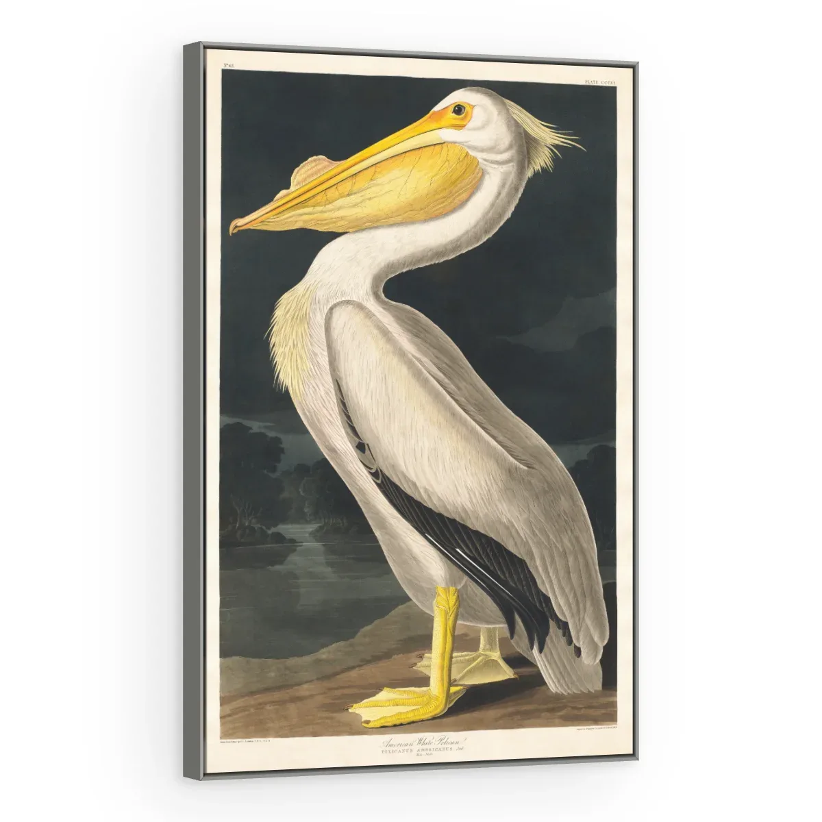 Quadro Decorativo Canvas Pelicano Branco - AV0003