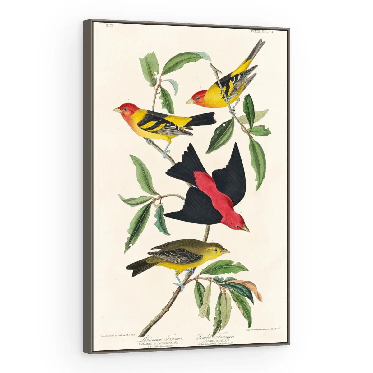 Quadro Decorativo Canvas Sanhaços Vintage - AV0004