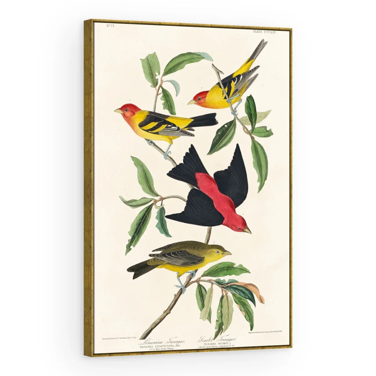 Quadro Decorativo Canvas Sanhaços Vintage - AV0004