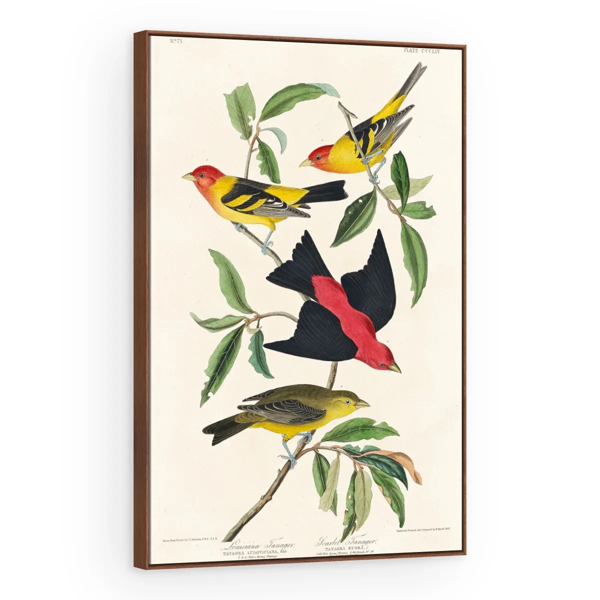Quadro Decorativo Canvas Sanhaços Vintage - AV0004