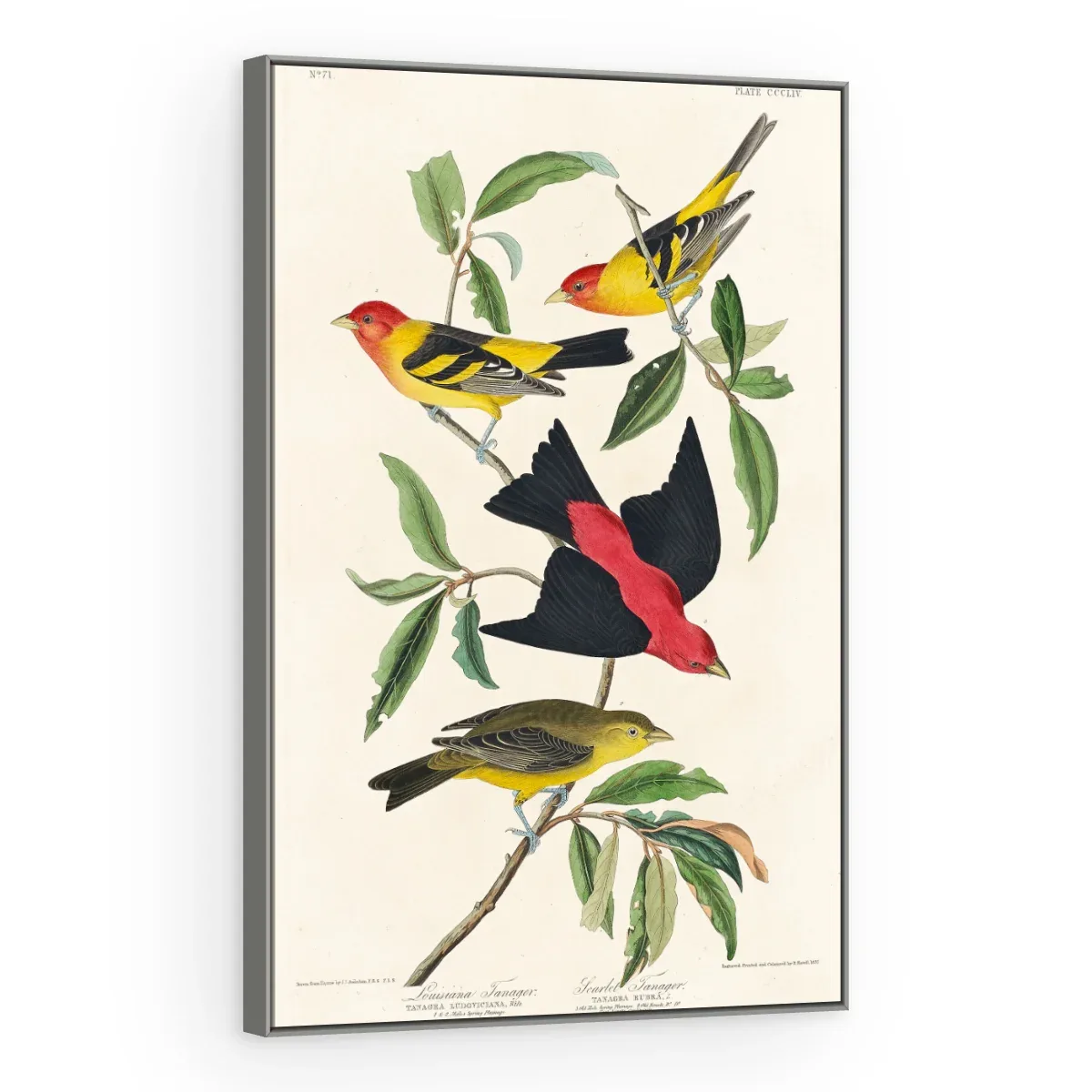 Quadro Decorativo Canvas Sanhaços Vintage - AV0004