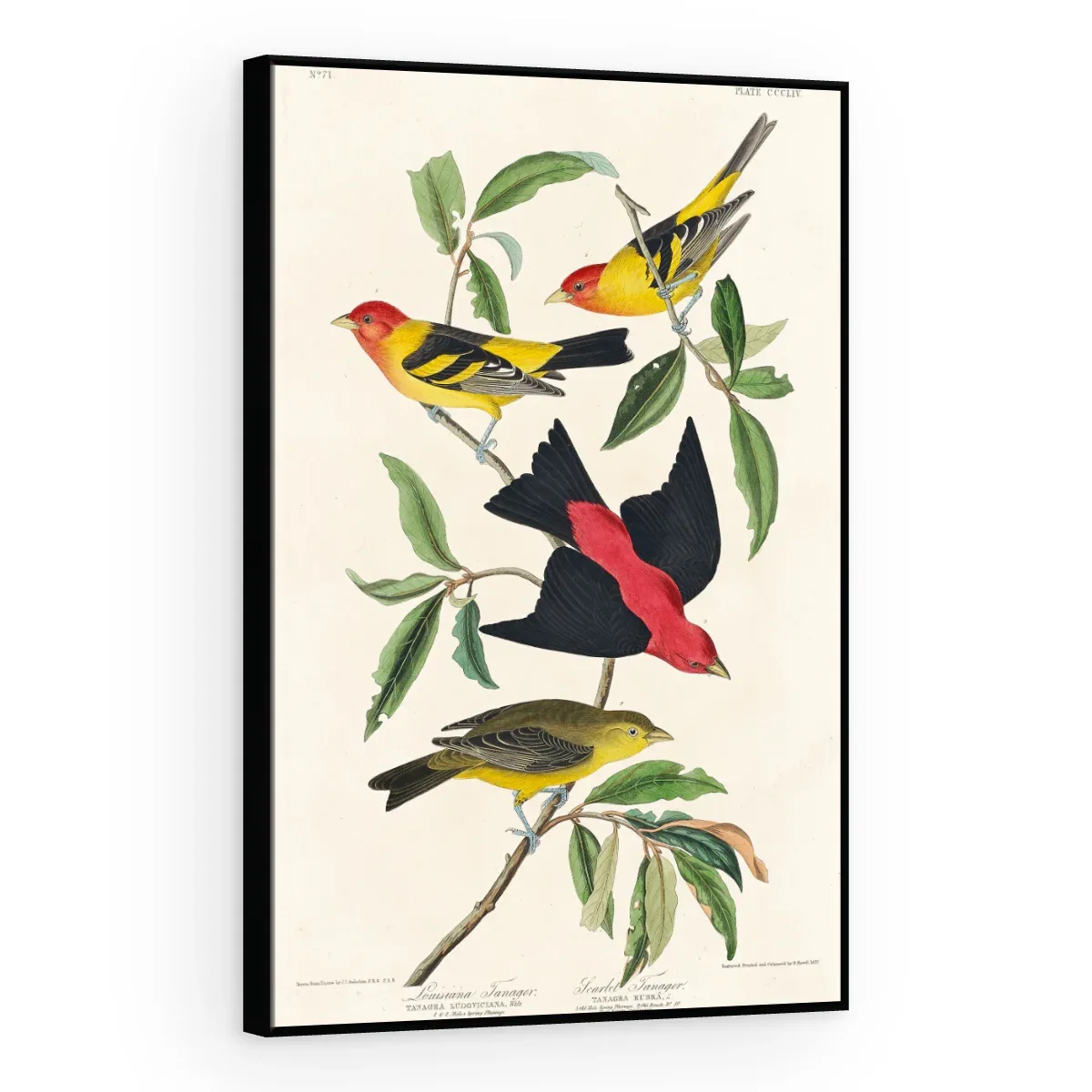 Quadro Decorativo Canvas Sanhaços Vintage - AV0004
