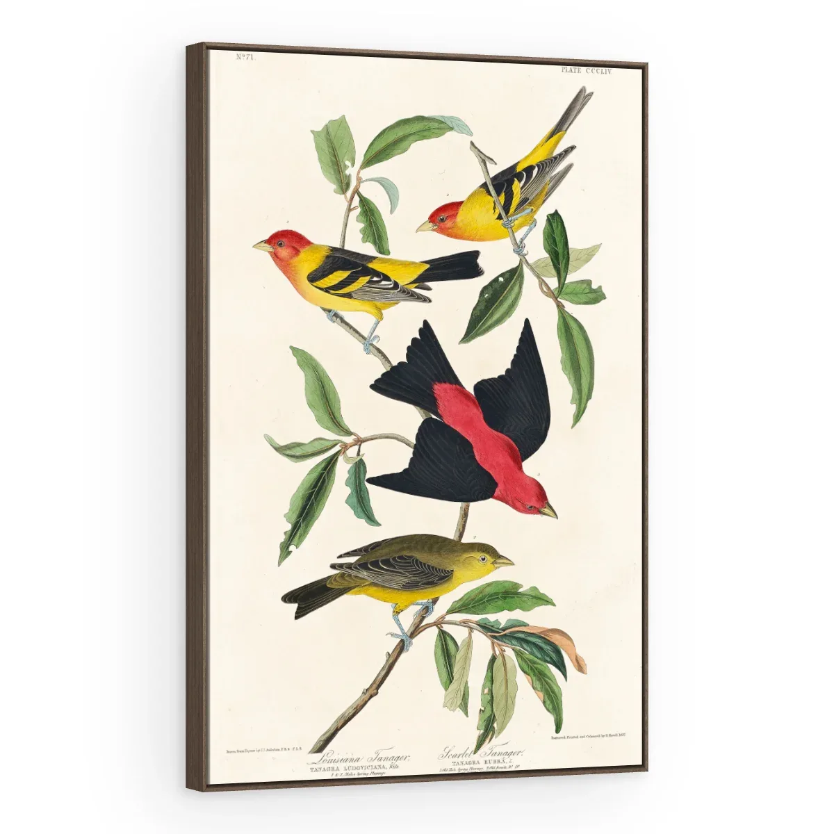 Quadro Decorativo Canvas Sanhaços Vintage - AV0004