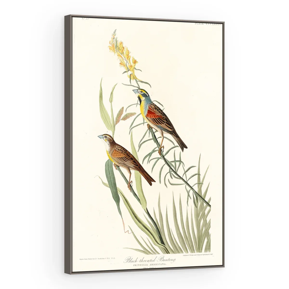 Quadro Decorativo Canvas Pássaros Campestres - AV0005
