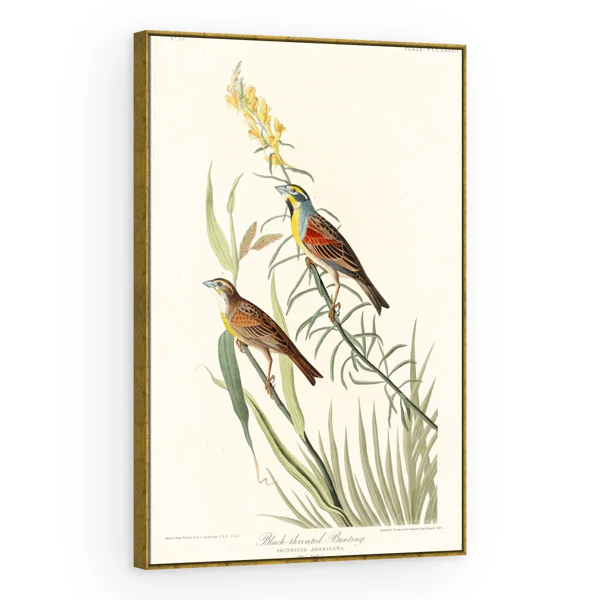 Quadro Decorativo Canvas Pássaros Campestres - AV0005